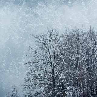 winter forest