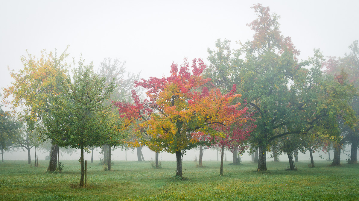 Herbstlicher Birnbaum im Nebel