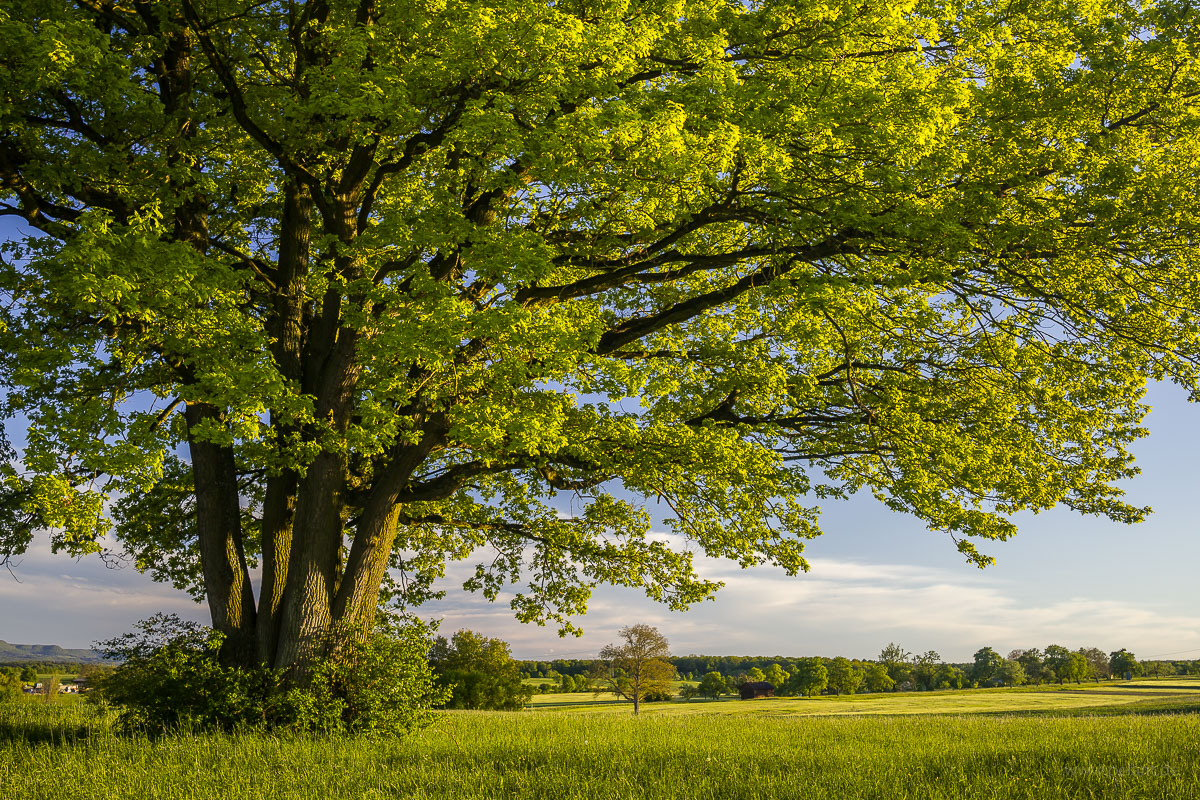 view of freshly green meadows and an oak with fresh leaves in the foreground