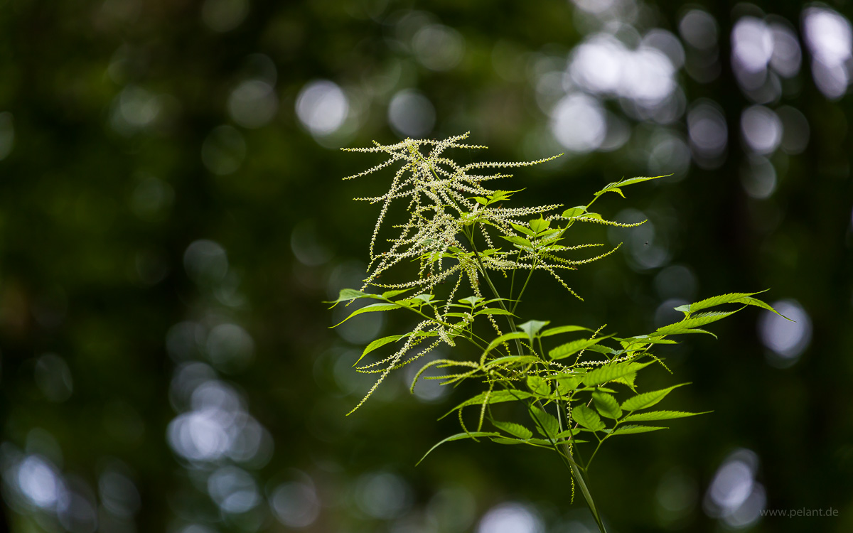 flowering Aruncus dioicus (goat's beard) with blurred background