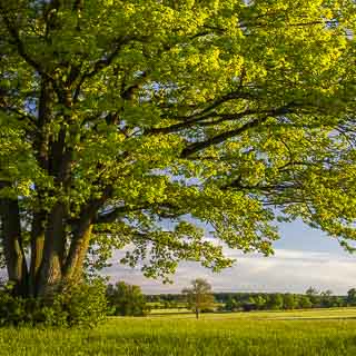 view of freshly green meadows and an oak with fresh leaves in the foreground