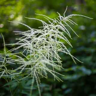 Blehender wilder Wald-Geibart (Aruncus dioicus)