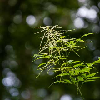 flowering Aruncus dioicus (goat's beard) with blurred background