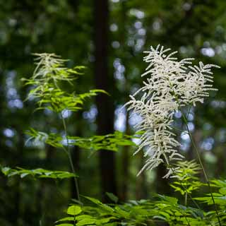 Blhender Wald-Geibart an natrlichem Standort mit unscharfem Hintergrund