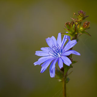 Wegwarte (Cichorium intybus) blaue Blte mit unscharfem Hintergrund
