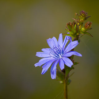 Cichorium intybus inflorescence