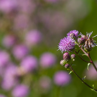 Blhende Acker-Kratzdistel (Cirsium arvense) mit unscharfem Hintergrund