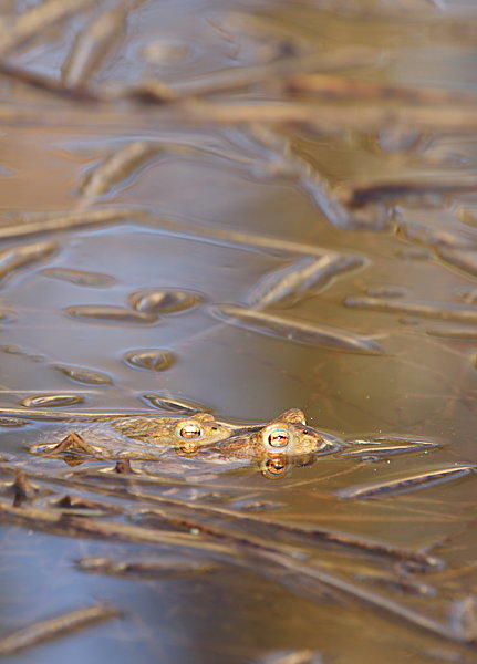 Bufo bufo
