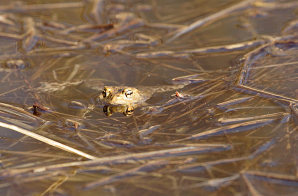 Bufo bufo