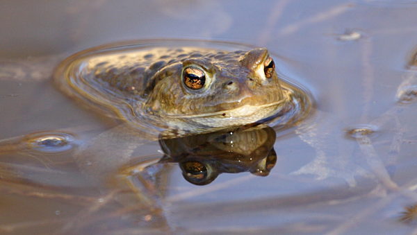 Bufo bufo