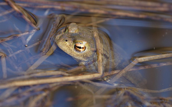 Bufo bufo