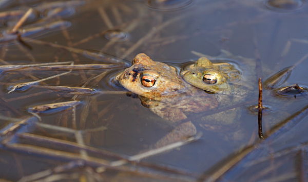 Bufo bufo