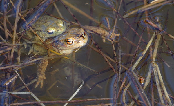 Bufo bufo