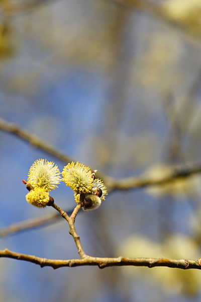 Salix caprea männliche Weidenkätzchen