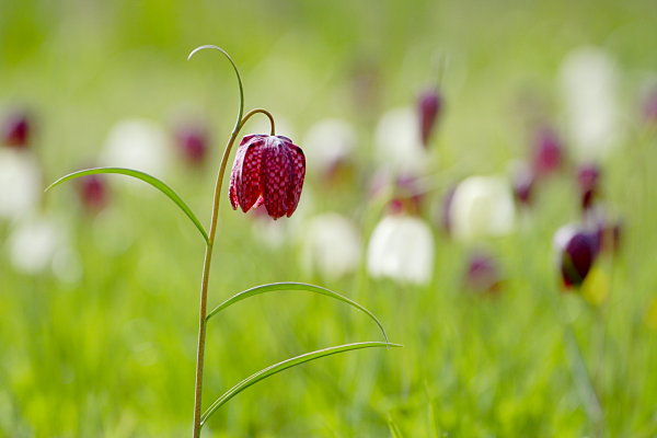 Schachbrettblume