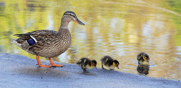 Stockente mit Küken