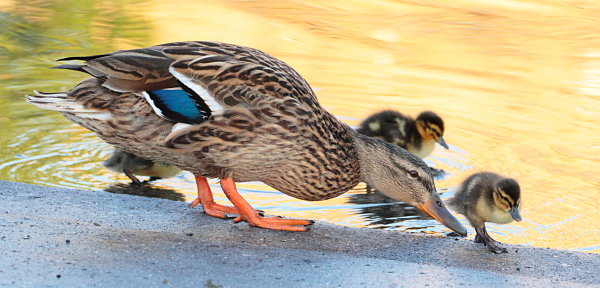 Stockente mit Küken