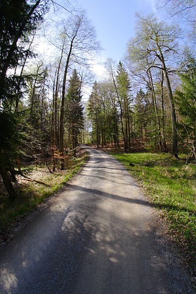 Waldweg