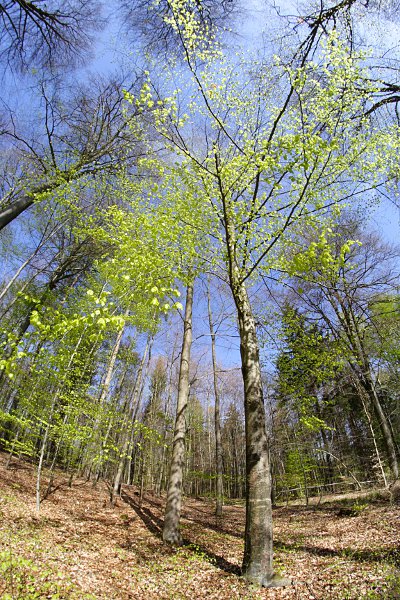 Frisches Rotbuchenlaub