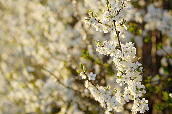 Schlehenblüte (Prunus spinosa)