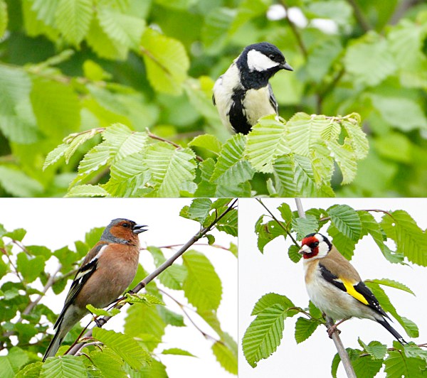 birds