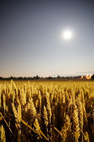 Getreidefeld bei Vollmondnacht