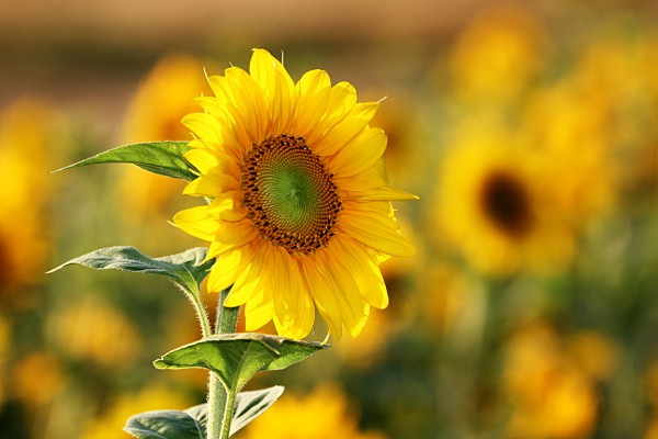 Sonnenblumenfeld