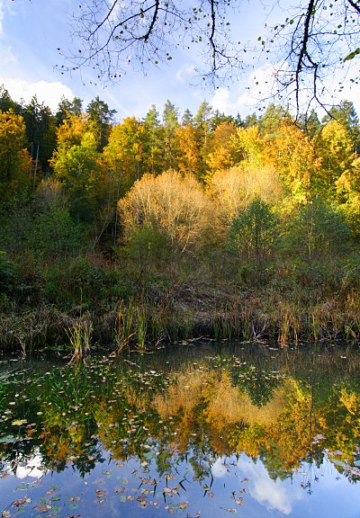 Von der Abendsonne beschienener Wald spiegelt sich in einem Tümpel im Schaichtal, Schönbuch