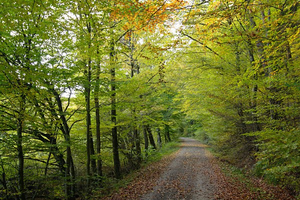 Herbstlicher Waldweg im Schaichtal, Schönbuch; gesäumt von Rotbuchen (fagus sylvatica)