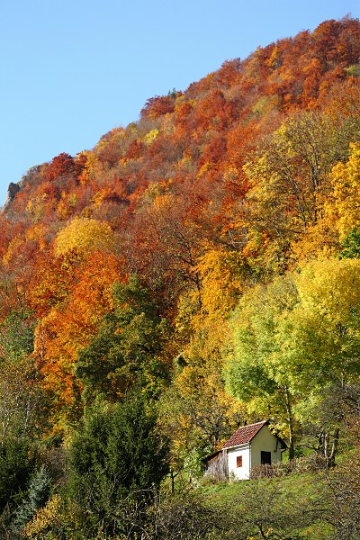 Farbenfroher Herbstwald am Albtrauf mit Hütte