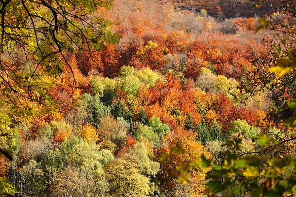 Herbstwald - Albtrauf