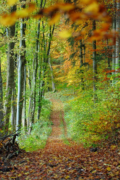 Waldweg