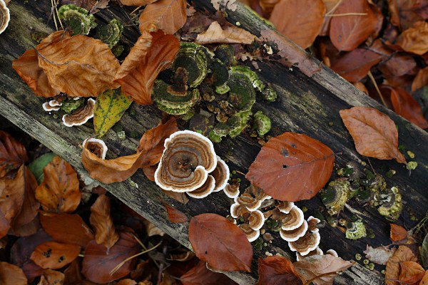 Pilze auf einem Baumstamm