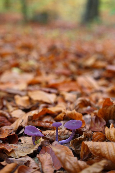 Violetter Lacktrichterling (Laccaria amethystea)