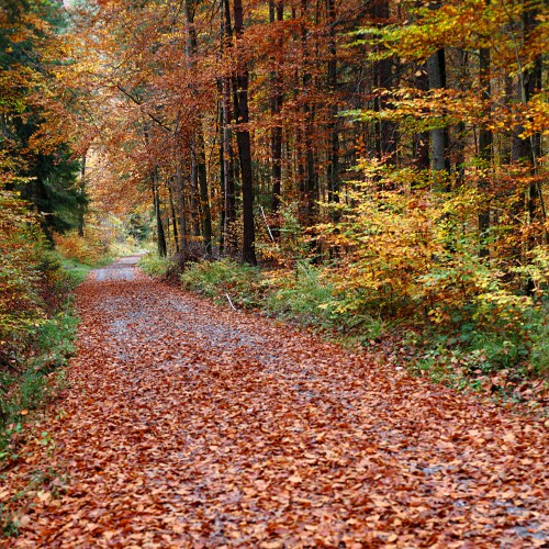 Waldweg im Herbst