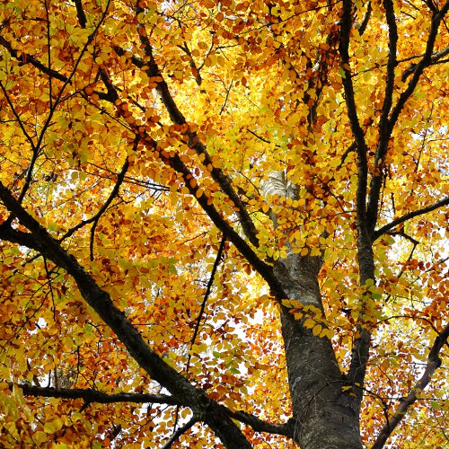 Rotbuche (Fagus sylvatica) mit verfärbten Blättern im Herbst