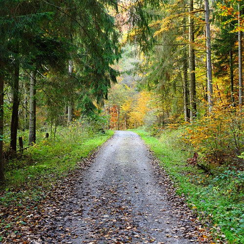 Weg im Schaichtal, Schönbuch