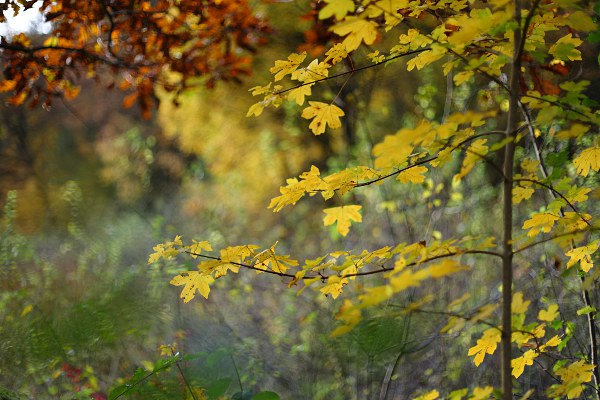 Feldahorn (Acer campestre)