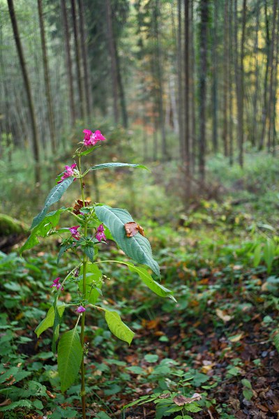 Springkraut (Impatiens glandulifera)