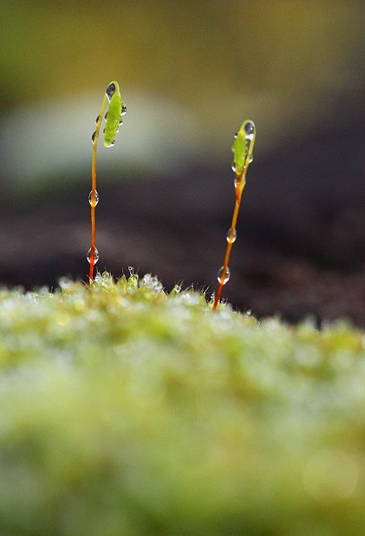 Sporangium mit Wassertropfen