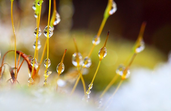 Moos mit Wassertropfen