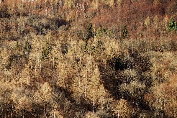Blick auf den kahlen Wald im Winter.
