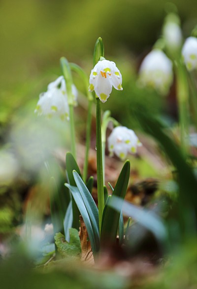 Spring Snowflake (Leucojum vernum)