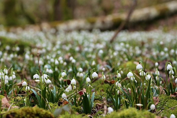 Spring Snowflake (Leucojum vernum)