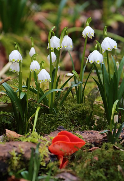 Spring Snowflake (Leucojum vernum) and scarlet elf cup (Sarcoscypha coccinea)