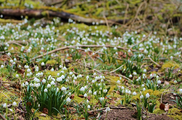 Spring Snowflake (Leucojum vernum)