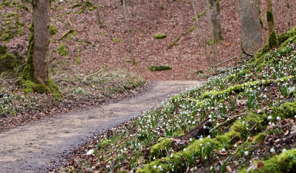 track in the Wolfstal