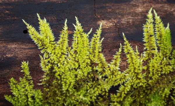 moss