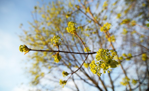 Spitzahornblüte (Acer platanoides)