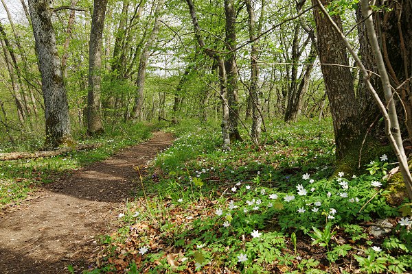 Blühende Buschwindröschen (Anemonen) am Wegrand entlang des Albtraufs im Frühlingswald